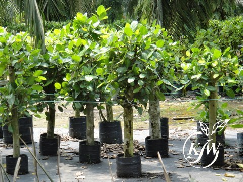 Ficus Benghalensis Green