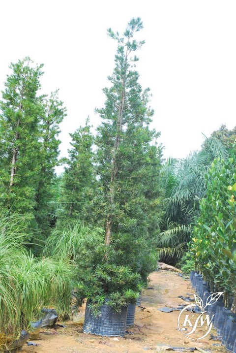 Podocarpus Macrophyllus