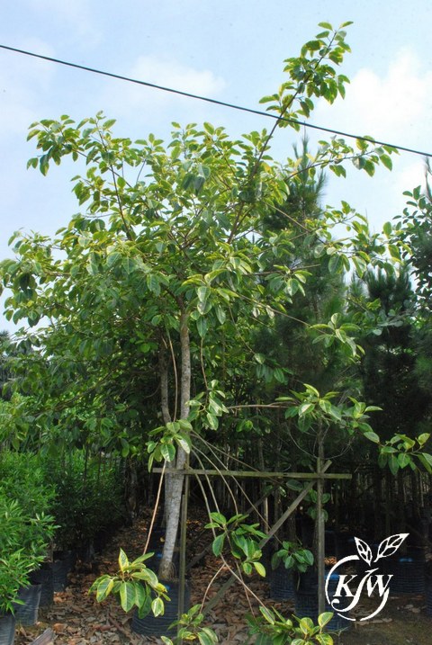 Ficus benghalensis variegated