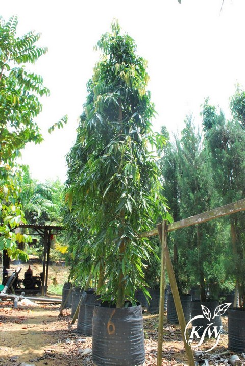 Polyantha longifolia var pandula
