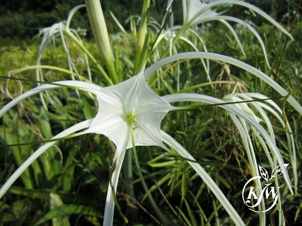 Hymenocallis Speciosa Spider Lily