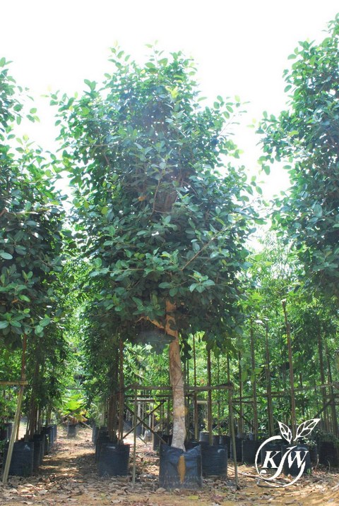 Ficus beghalensis